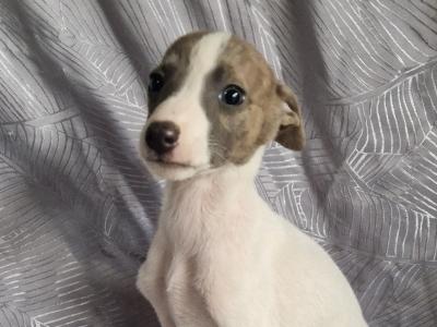 Whippet puppies in Tipperary