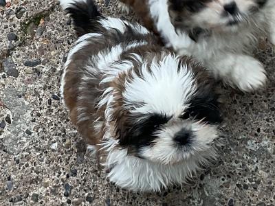 Shih Tzu puppies in Cork