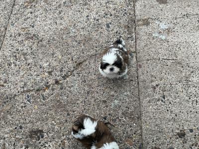 Shih Tzu puppies in Cork