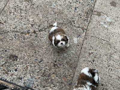 Shih Tzu puppies in Cork