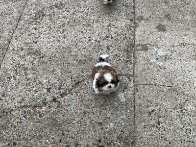 Shih Tzu puppies in Cork