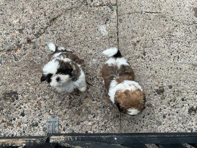 Shih Tzu puppies in Cork