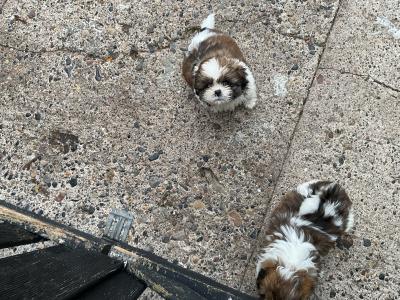Shih Tzu puppies in Cork