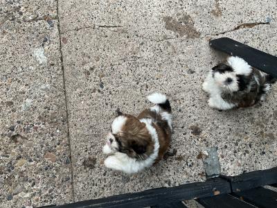 Shih Tzu puppies in Cork