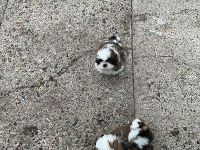 Shih Tzu puppies in Cork