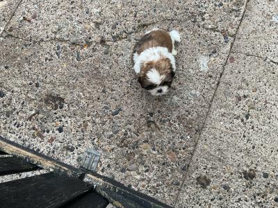 Shih Tzu puppies in Cork
