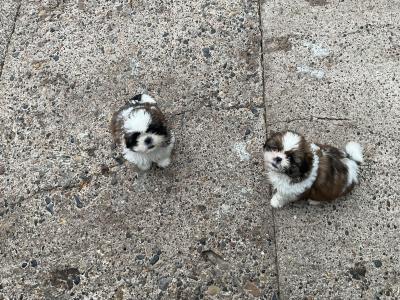 Shih Tzu puppies in Cork