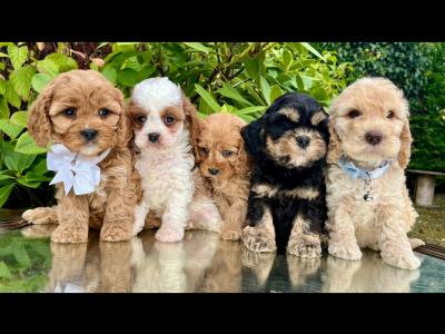 Non Shed Cavachon puppies available in Cavan