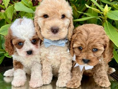 Non Shed Cavachon puppies available in Cavan