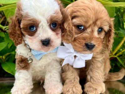 Non Shed Cavachon puppies available in Cavan