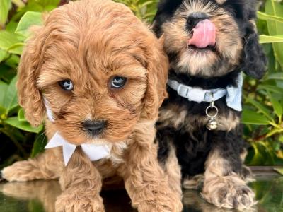 Non Shed Cavachon puppies available in Cavan