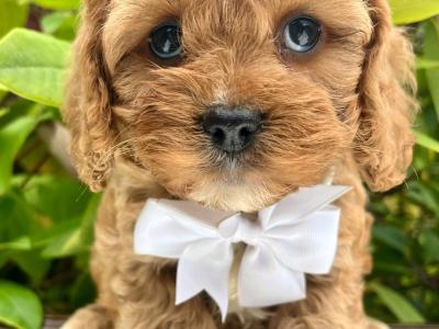 Non Shed Cavachon puppies available in Cavan