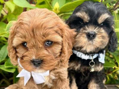 Non Shed Cavachon puppies available in Cavan