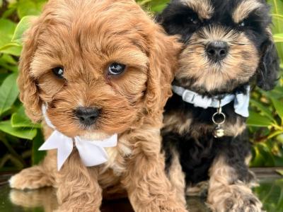 Non Shed Cavachon puppies available in Cavan