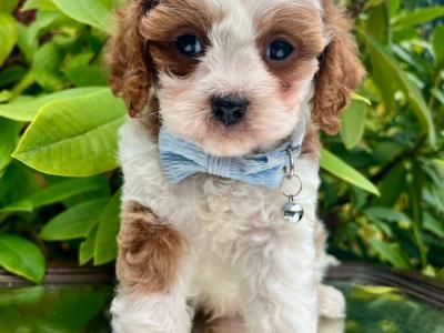 Non Shed Cavachon puppies available in Cavan