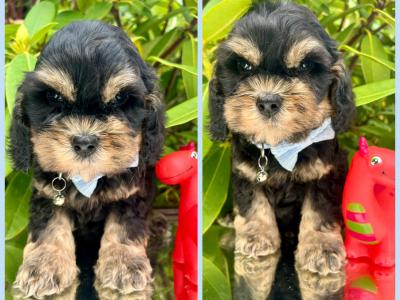 Non Shed Cavachon puppies available in Cavan