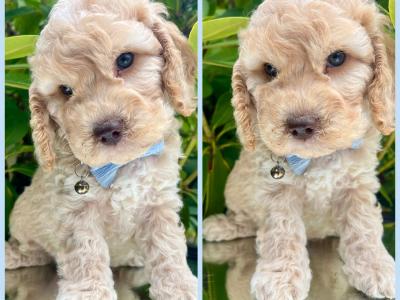 Non Shed Cavachon puppies available in Cavan