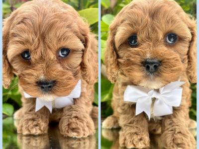 Non Shed Cavachon puppies available in Cavan