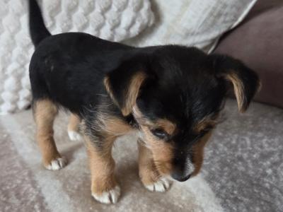 Beautiful miniature Jack Russell puppies in Longford