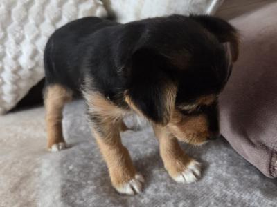 Beautiful miniature Jack Russell puppies in Longford