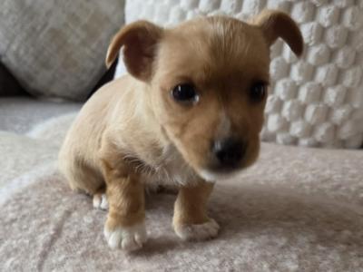 Beautiful miniature Jack Russell puppies in Longford