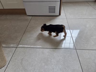 Beautiful miniature Jack Russell puppies in Longford