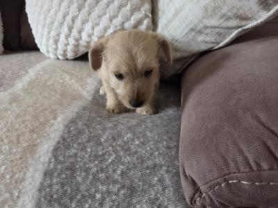 Beautiful miniature Jack Russell puppies in Longford