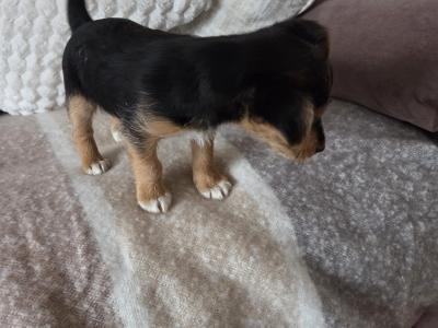 Beautiful miniature Jack Russell puppies in Longford