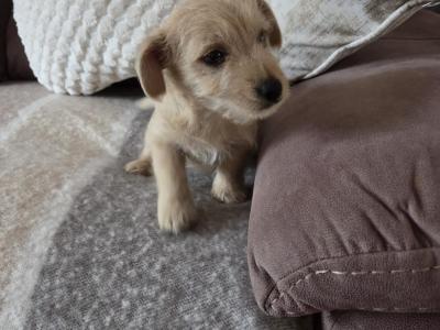Beautiful miniature Jack Russell puppies in Longford