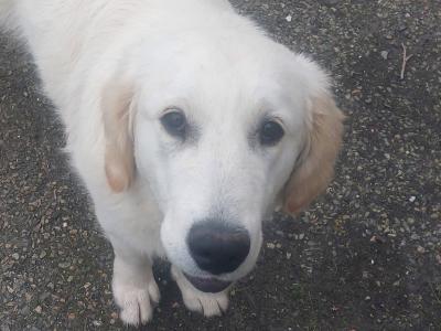 IKC Registered male Golden Retriver puppy 7 months old in Wexford