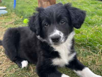 Beautiful Border Collie puppies in Meath