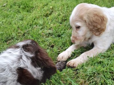 Beautiful IKC Registered Cocker Spaniel puppies in Galway
