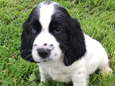 Beautiful IKC Registered Cocker Spaniel puppies in Galway