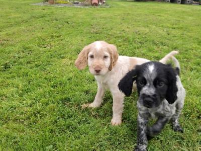 Beautiful IKC Registered Cocker Spaniel puppies in Galway