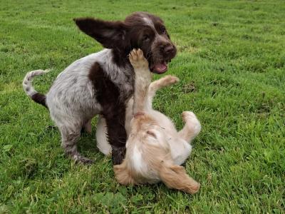 Beautiful IKC Registered Cocker Spaniel puppies in Galway