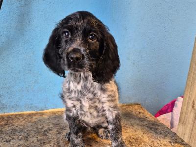 Beautiful IKC Registered Cocker Spaniel puppies in Galway