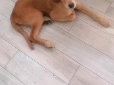 Golden Retriever x Irish Setter puppy 5 months old for sale in Clare