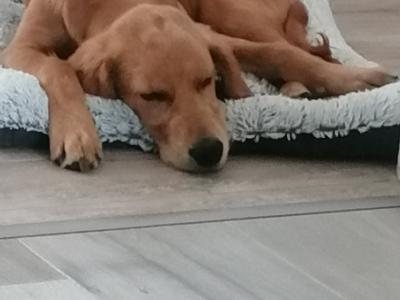 Golden Retriever x Irish Setter puppy 5 months old for sale in Clare