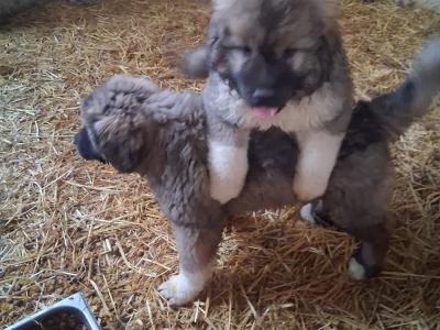 Caucasian Shepherd Dog puppies in Carlow €800