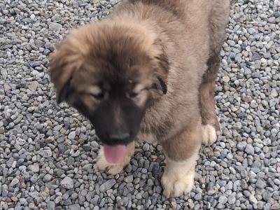 Caucasian Shepherd Dog puppies in Carlow €800