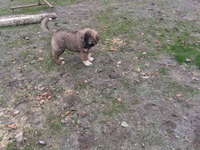 Caucasian Shepherd Dog puppies in Carlow €800