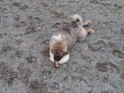 Caucasian Shepherd Dog puppies in Carlow €800