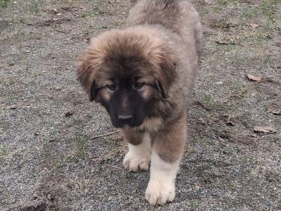 Caucasian Shepherd Dog puppies in Carlow €800