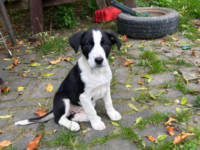 Border Collie x Labrador puppies for sale in Meath