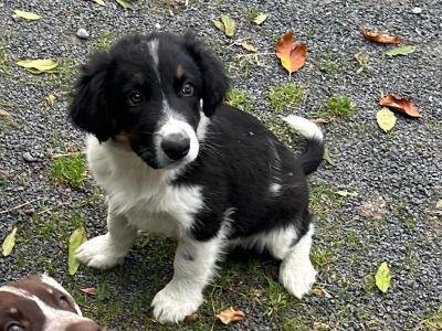 Border Collie x Labrador puppies for sale in Meath