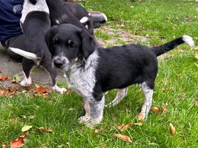 Border Collie x Labrador puppies for sale in Meath