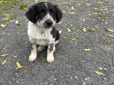 Border Collie x Labrador puppies for sale in Meath
