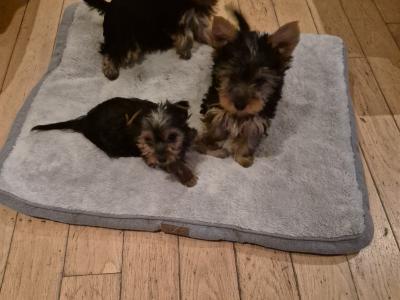 Yorkshire Terrier puppies in Roscommon