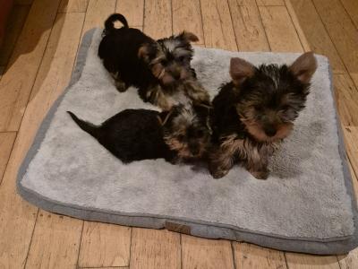 Yorkshire Terrier puppies in Roscommon
