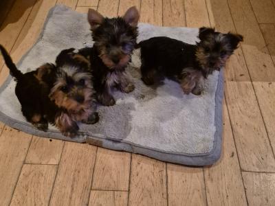 Yorkshire Terrier